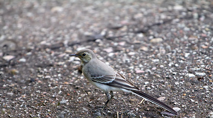 Image showing   white wagtail (Motacilla alba)