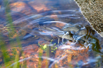 Image showing bleak fish