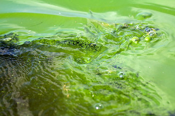 Image showing Algae polluted water (  green scum)