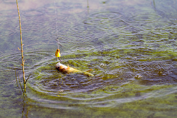 Image showing Perch fishing