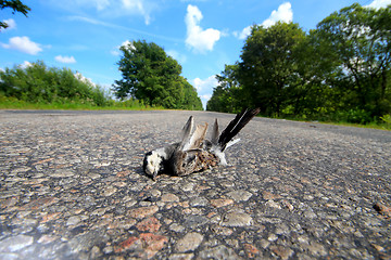 Image showing killed on the road