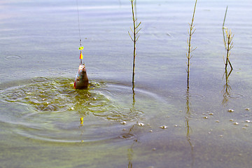 Image showing Perch fishing