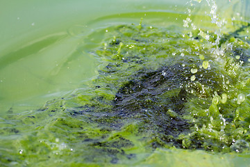 Image showing Algae polluted water (  green scum)