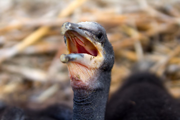 Image showing chick of a cormorant