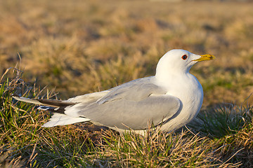 Image showing common seagull bird