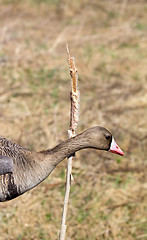 Image showing bean goose