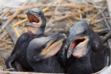 Image showing chick of a cormorant