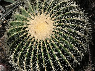 Image showing Cacti