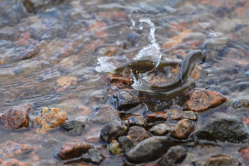 Image showing bleak fish