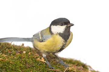 Image showing bright titmouse bird