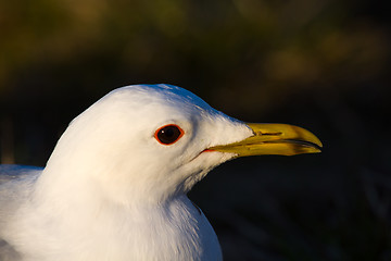 Image showing common seagull bird