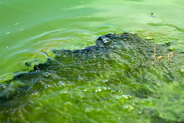 Image showing Algae polluted water (  green scum)