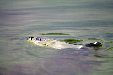 Image showing fish poisoned