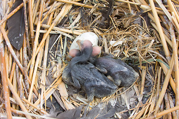 Image showing chick of a cormorant