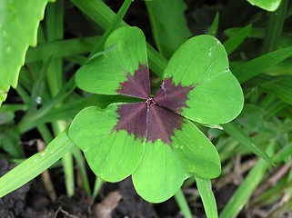 Image showing Four Leaf Clover