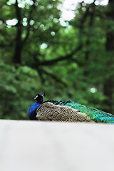 Image showing Peacock