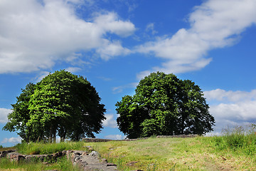 Image showing Green Tree