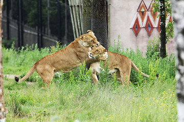 Image showing Playfull Lions