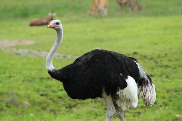 Image showing Ostrich