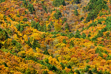 Image showing Autumn forest