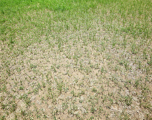 Image showing Dried lawn