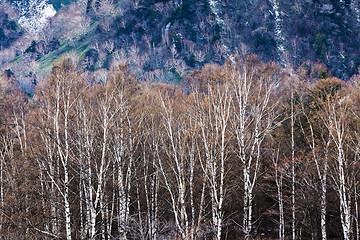 Image showing Autumn forest