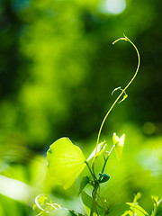 Image showing Green plant