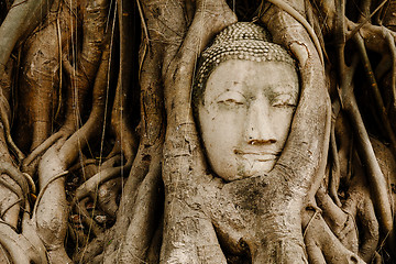 Image showing Old tree with buddha head in Ayutthaya