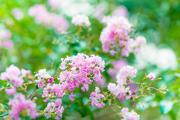 Image showing Pink flower tree