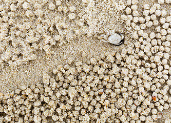 Image showing Small white crab moving sand balls