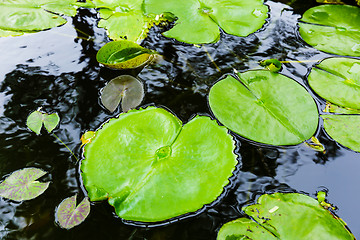 Image showing Bright green lilly pad on pond