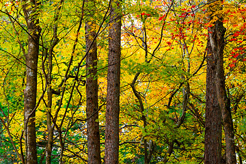 Image showing Forest in autumn