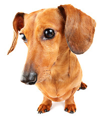 Image showing Dachshund dog