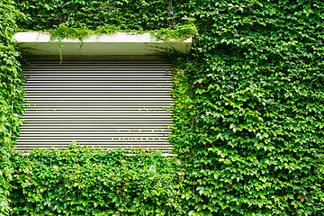 Image showing Green ivy leaves wall with metal roller shutter