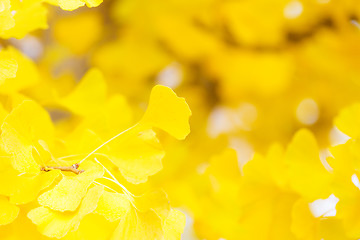 Image showing Autumn gingko