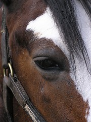 Image showing Horse Eye