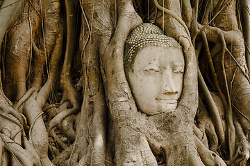 Image showing Old tree with buddha head in Ayutthaya