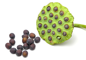 Image showing Lotus seed and pod