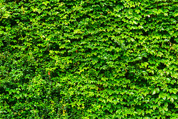 Image showing Green leaves wall