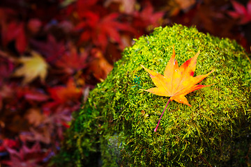 Image showing Maple on mossy stone