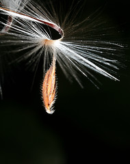 Image showing Geranium seed macro