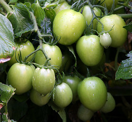 Image showing Green organic tomatoes