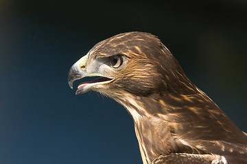 Image showing Young falcon