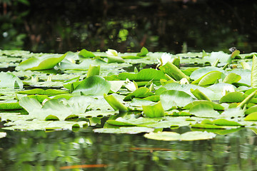 Image showing Pond