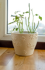 Image showing shabby shed leaves plant beautiful ornamented pot 