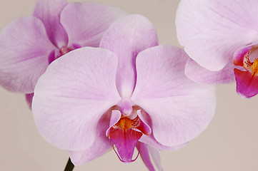Image showing Three  orchids.