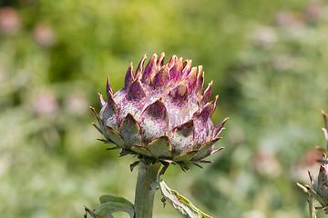 Image showing Purple cardoon (Cynara cardunculus)