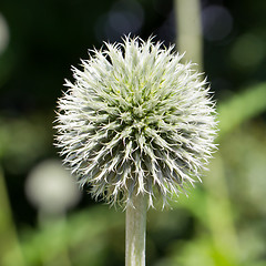 Image showing Flowering thistles Echinops bannaticus