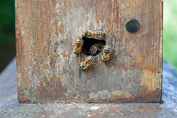 Image showing Group of honeybees in beehive