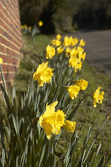 Image showing Daffodils